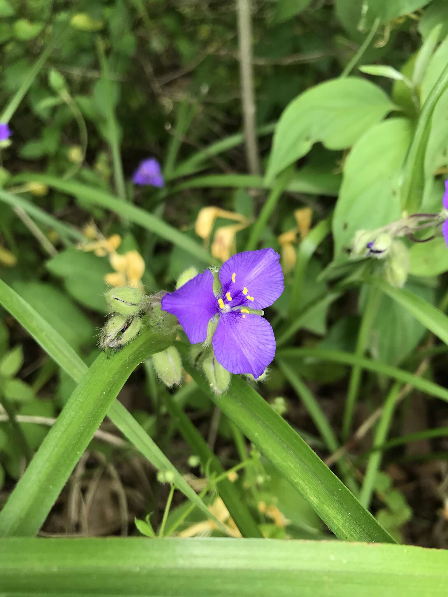 Image of longbract spiderwort