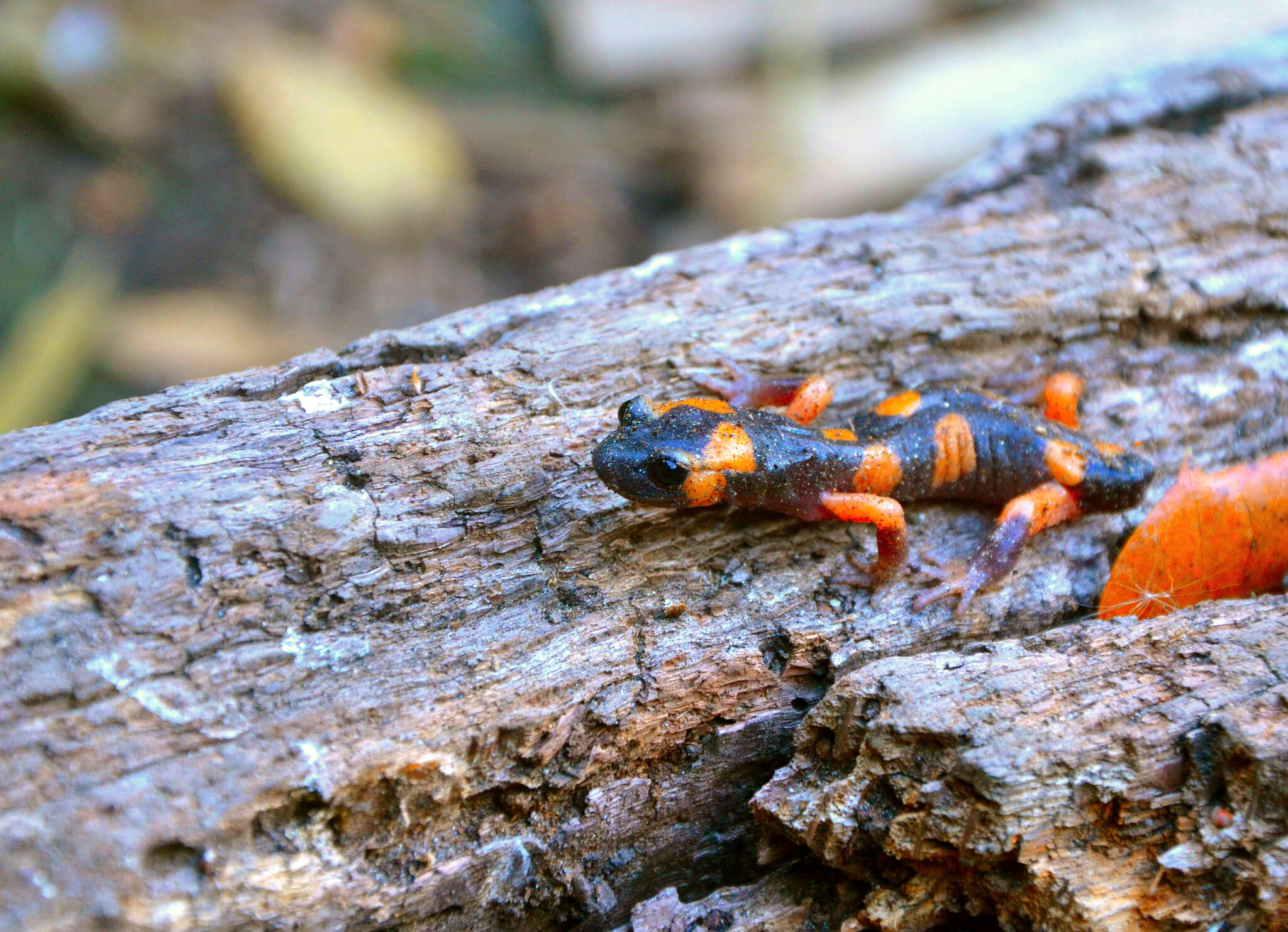 Image of Common Ensatina