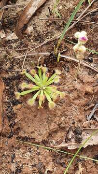 Image of Drosera darwinensis Lowrie