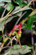 Plancia ëd Grevillea steiglitziana N. A. Wakefield