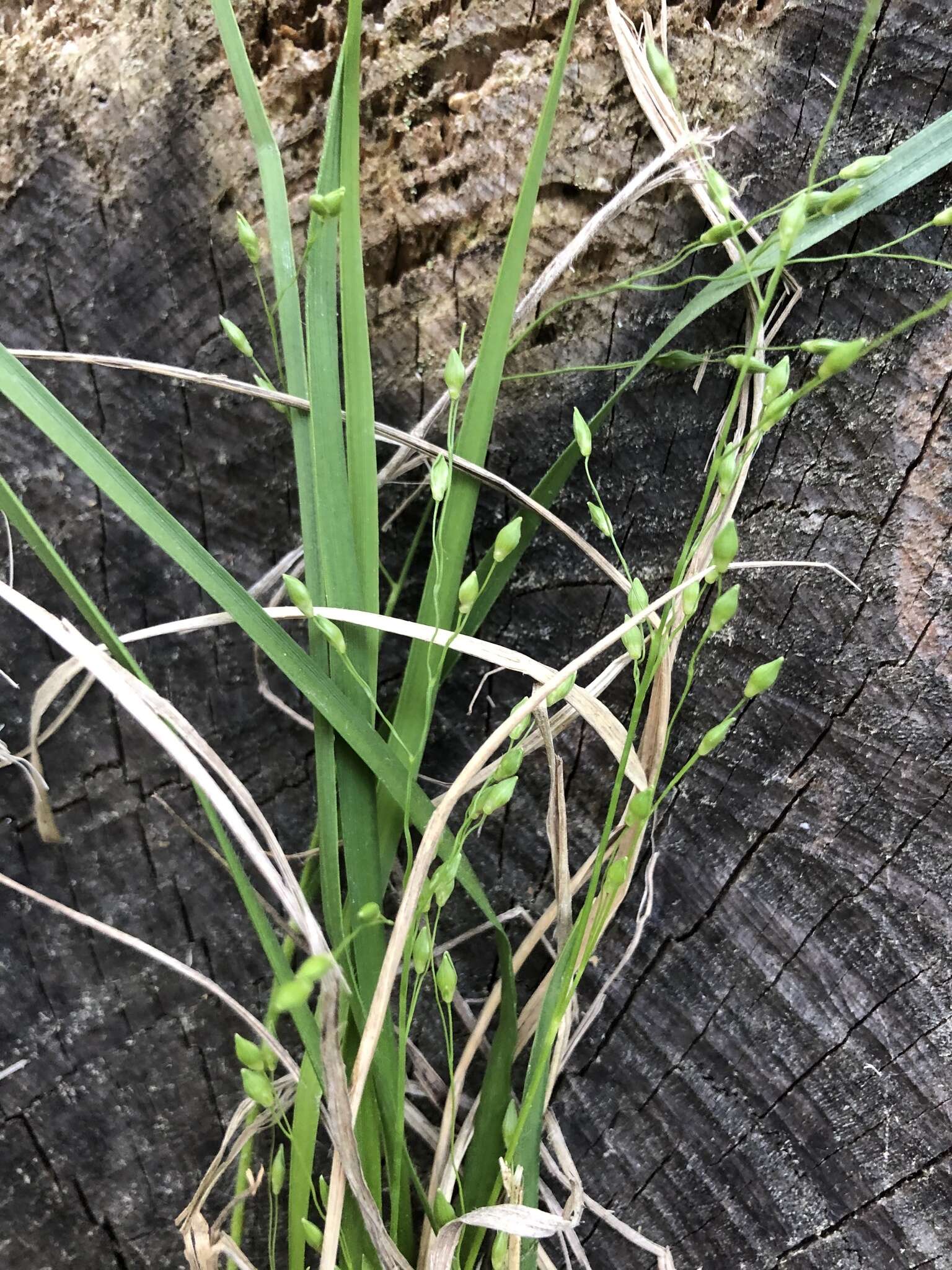 Imagem de Panicum depauperatum Muhl.