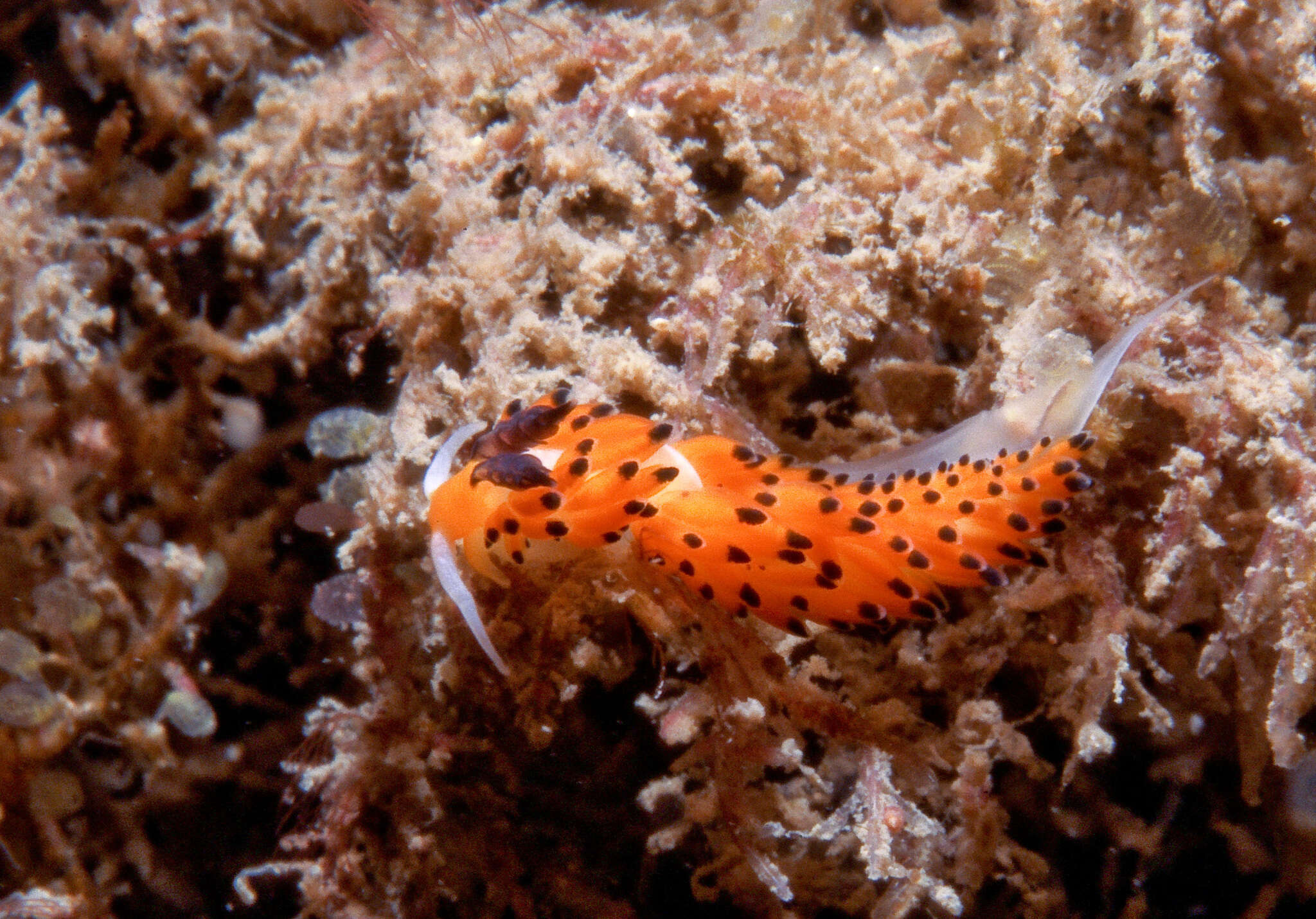 Image of Blacktip orange cerrata slug