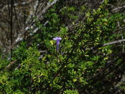 Plancia ëd Clinopodium chilense (Benth.) Govaerts