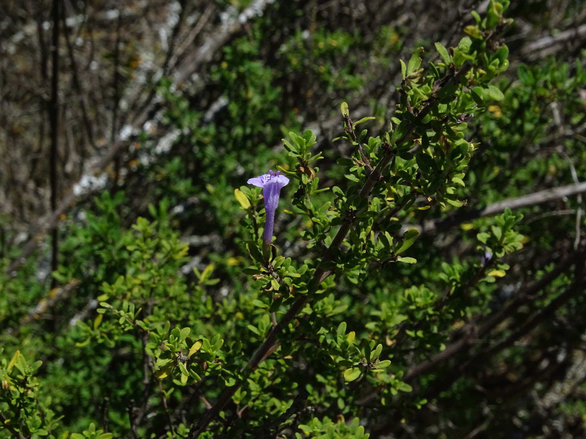 Plancia ëd Clinopodium chilense (Benth.) Govaerts