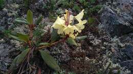 Image of Rhododendron aureum Georgi