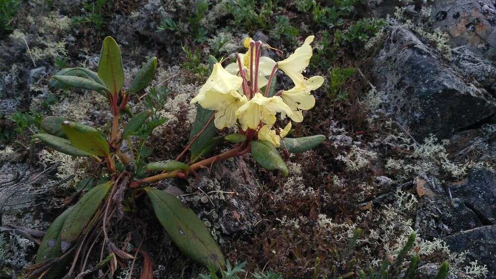 صورة Rhododendron aureum Georgi