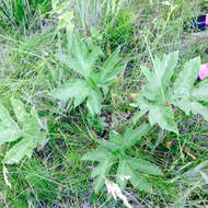 Image of American Cow-Parsnip