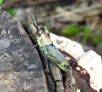 Image of Variegated grasshopper