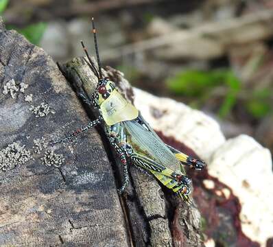 صورة Zonocerus variegatus (Linnaeus 1758)