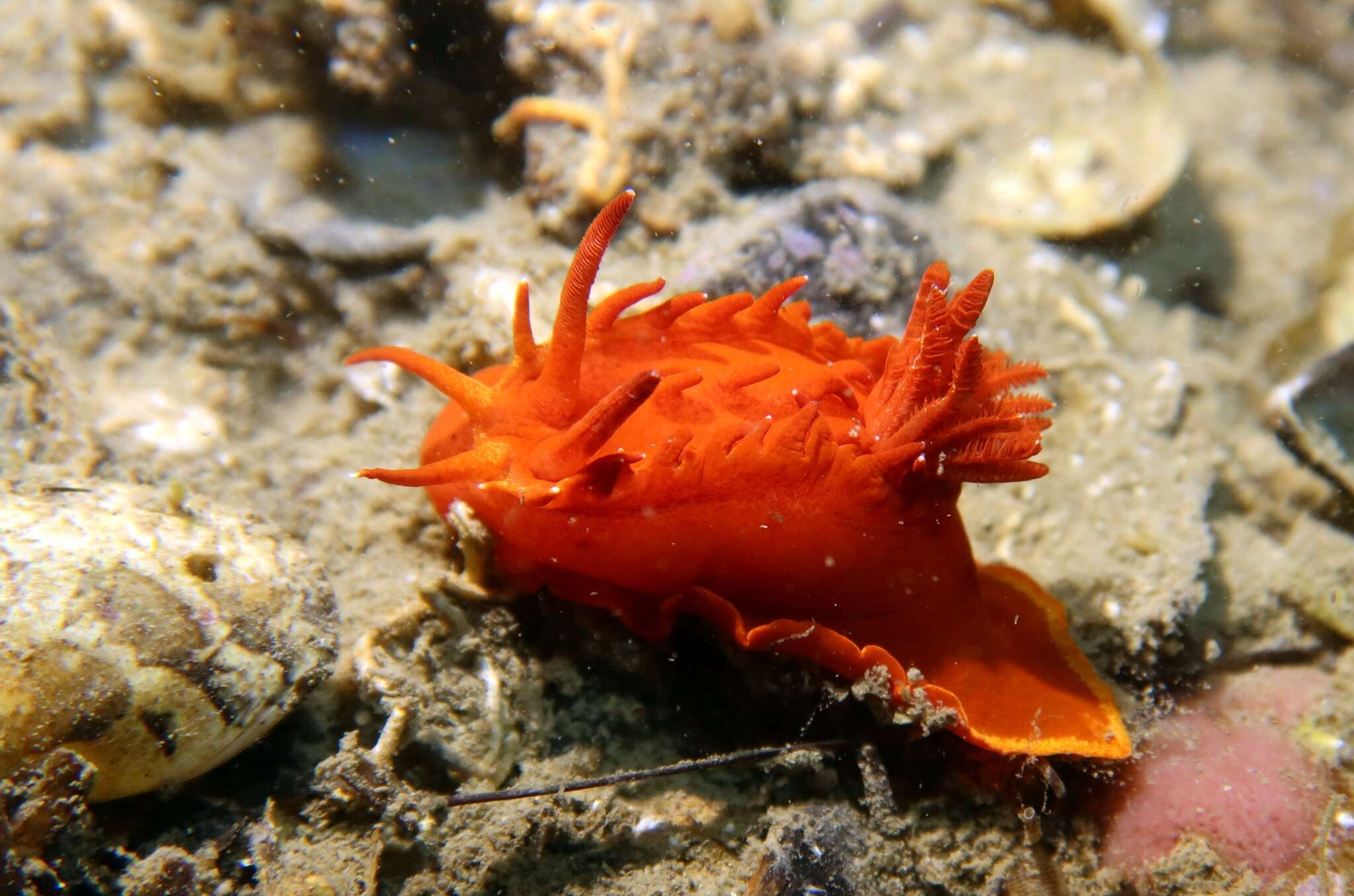 Image of yellow skirt slug