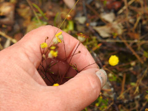 Image of Leptorhynchos tenuifolius F. Müll.