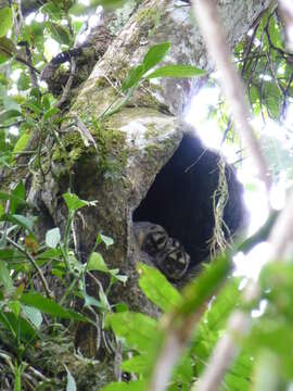 Image of Colombian Gray Night Monkey