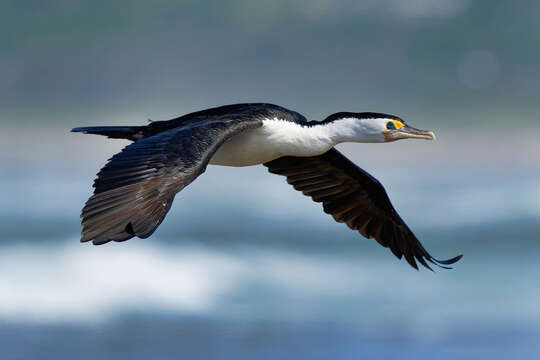 Image of Phalacrocorax varius hypoleucos (Brandt & JF 1837)