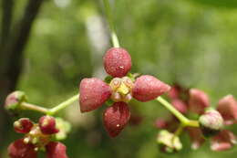 Image of Siberian Spindle