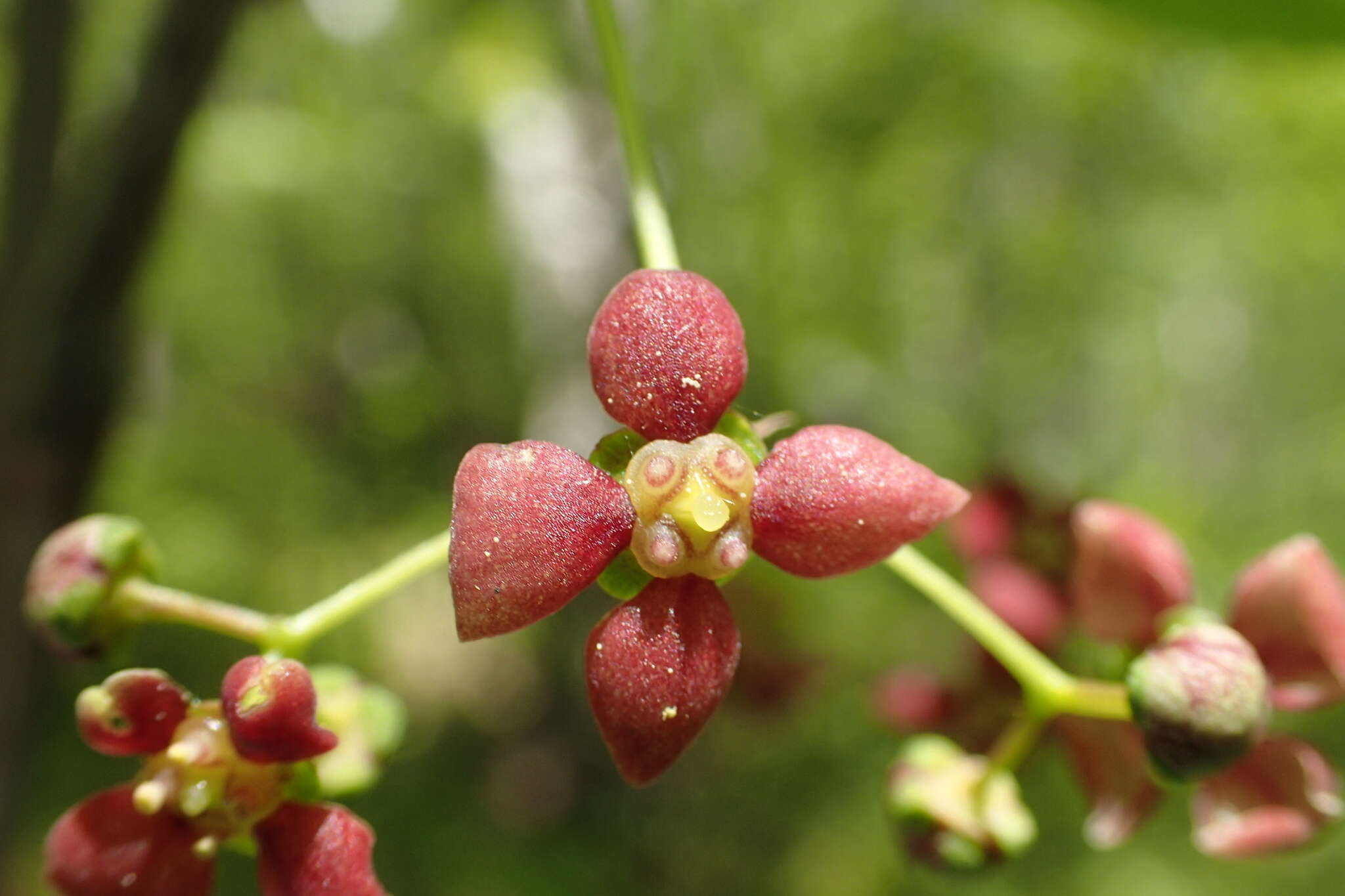 Image of Siberian Spindle