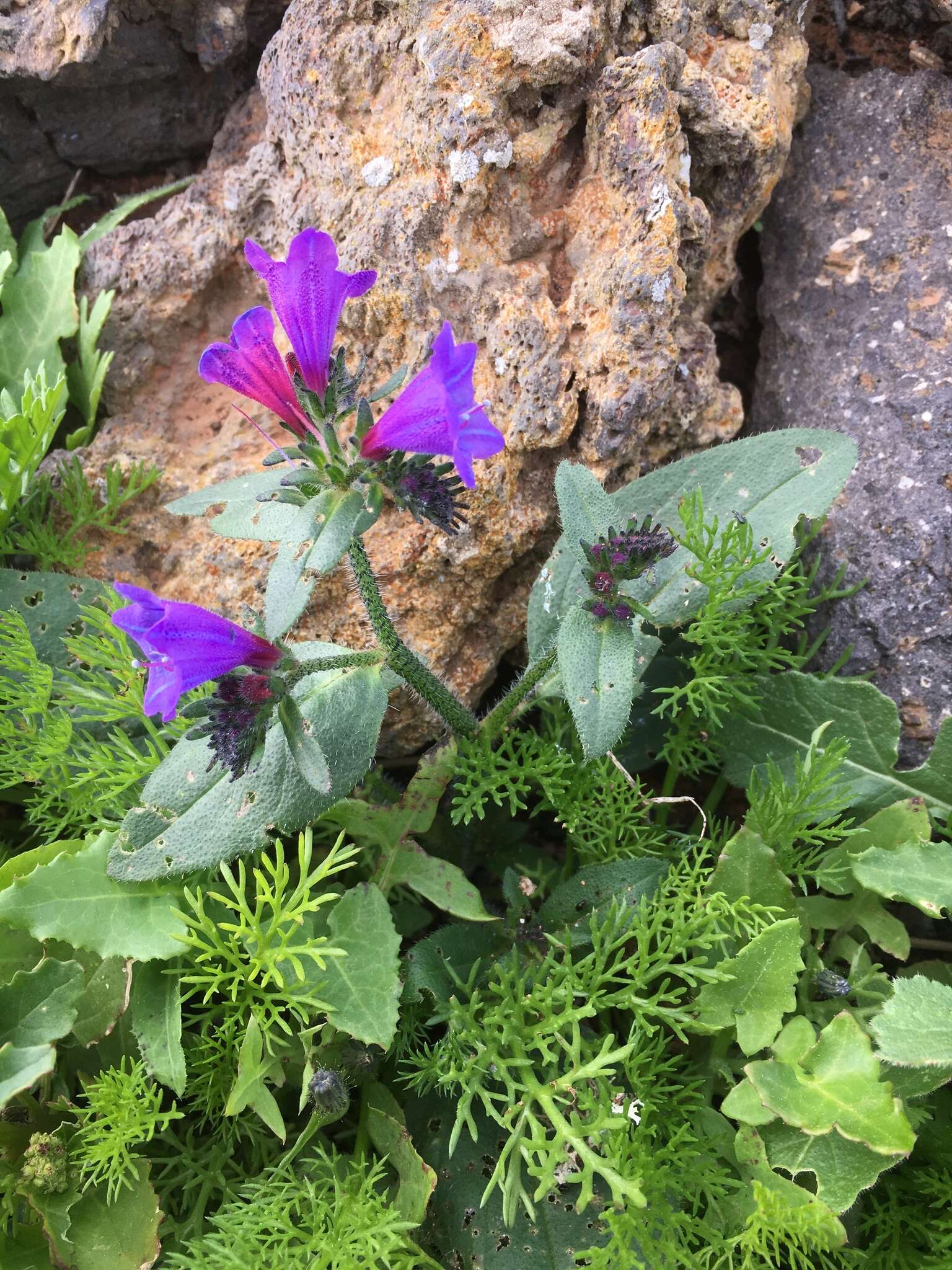 Imagem de Echium lancerottense Lems & Holzapfel