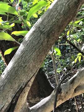 Image of black calabash