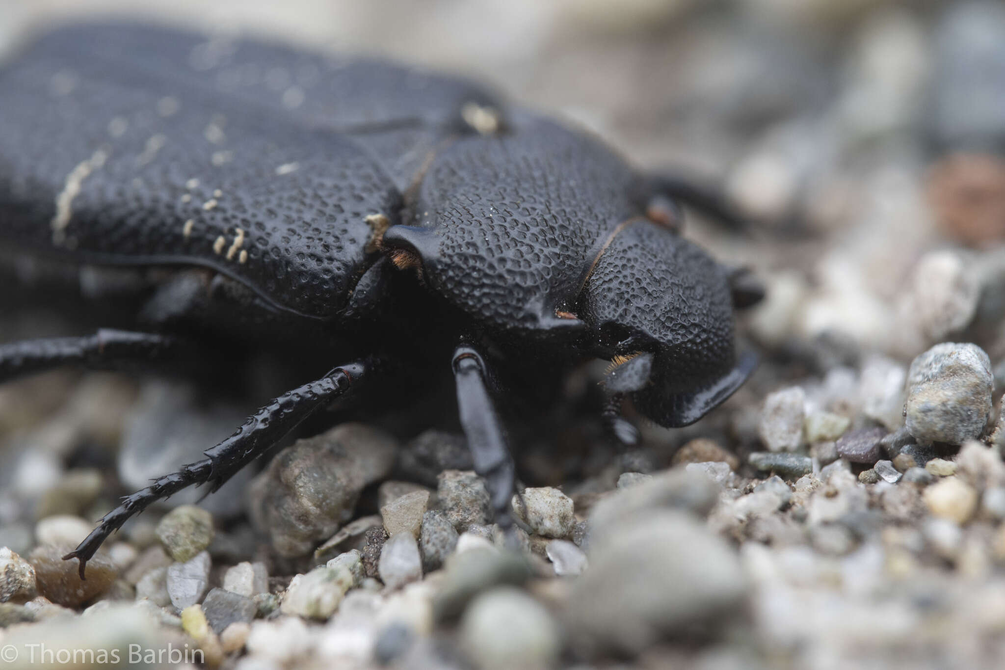 Image de Cremastocheilus (Macropodina) crinitus Le Conte 1874