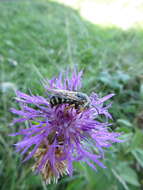 Image of Icteranthidium laterale (Latreille 1809)