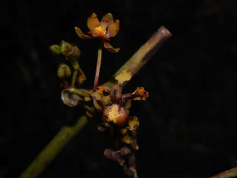 Image of Cyrtochilum cimiciferum (Rchb. fil.) Dalström