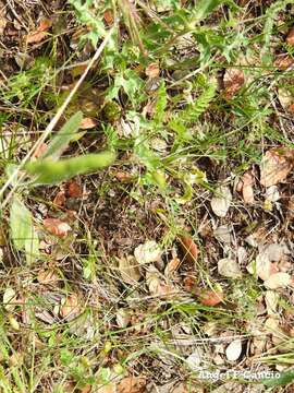 Image of Astragalus pelecinus (L.) Barneby