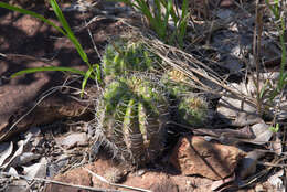 Echinopsis calochlora K. Schum. resmi