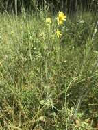 Image de Silphium mohrii Small