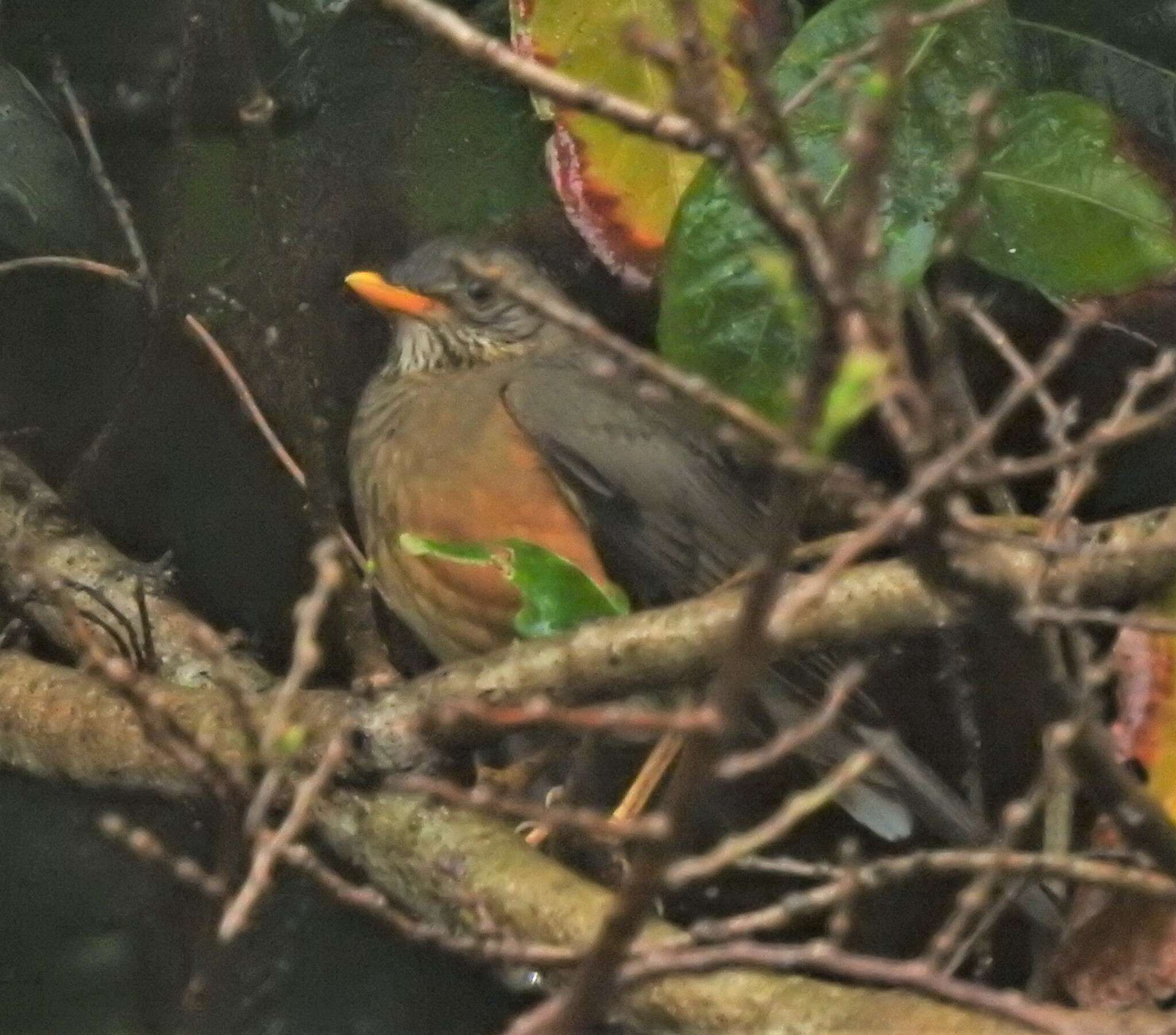 Image of Turdus olivaceus pondoensis Reichenow 1917