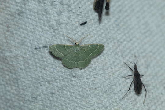 Image of Thin-lined Chlorochlamys Moth