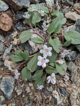 Howellanthus dalesianus (J. T. Howell) Walden & R. Patt. resmi