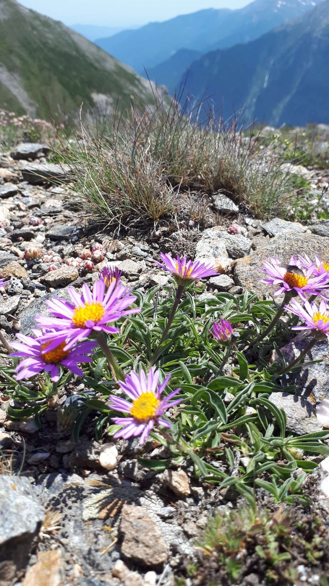 Image of alpine aster