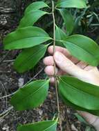 Image of Ripogonum album R. Br.