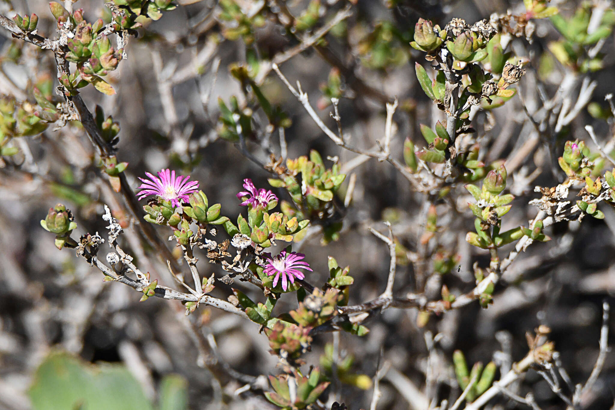 Imagem de Delosperma vernicolor L. Bol.