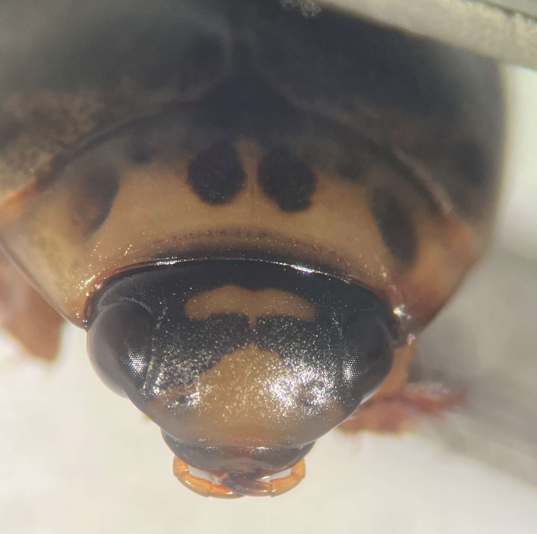 Image of Predaceous diving beetle