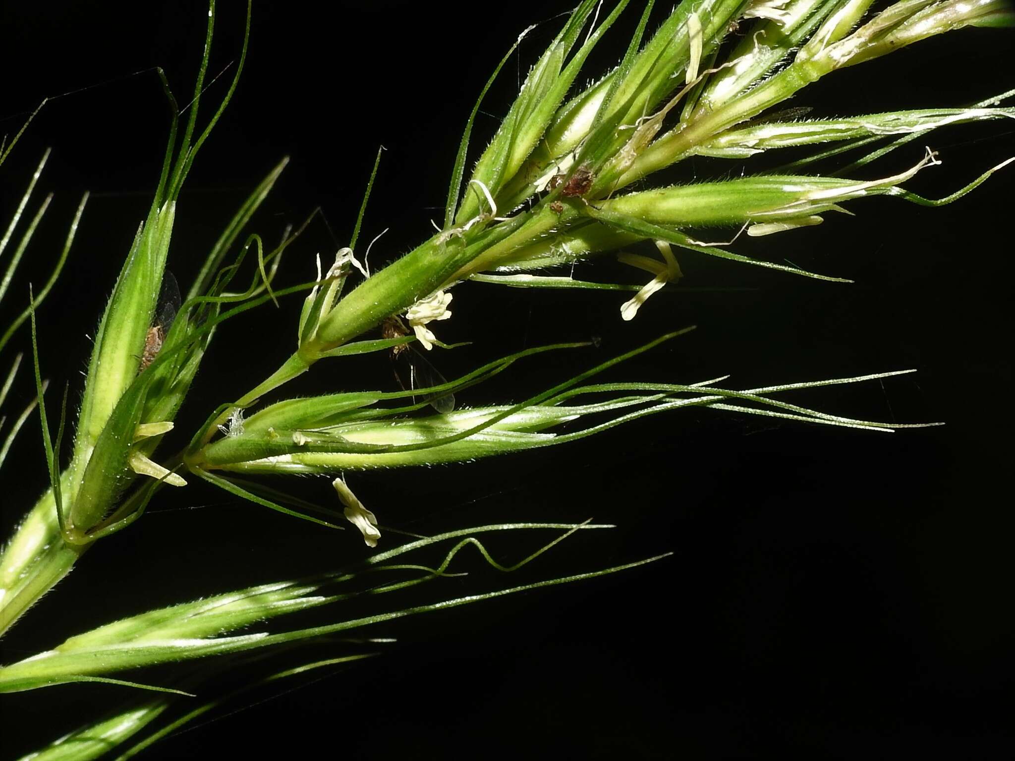 Sivun Elymus ebingeri G. C. Tucker kuva