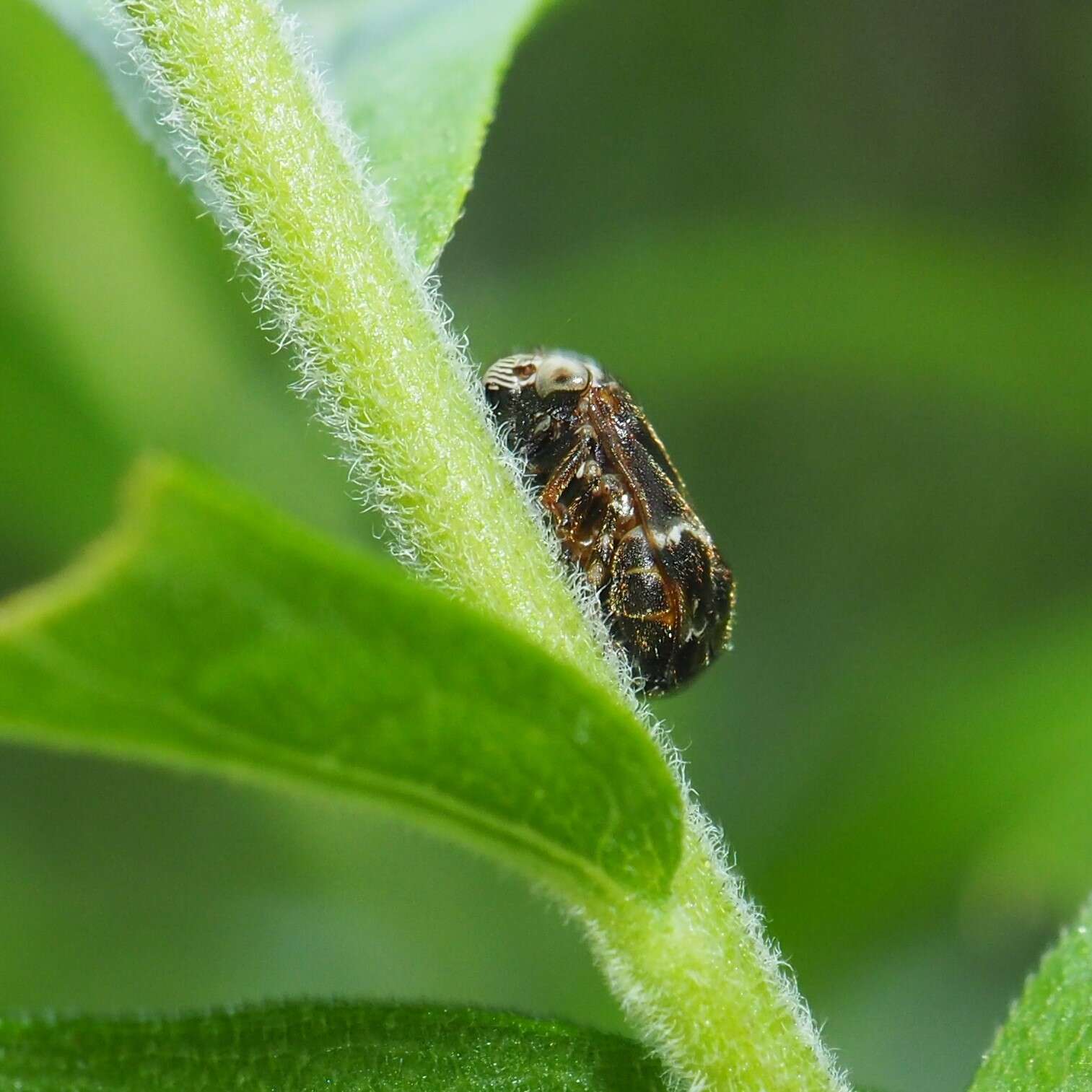 Image de Clastoptera obtusa (Say 1825)