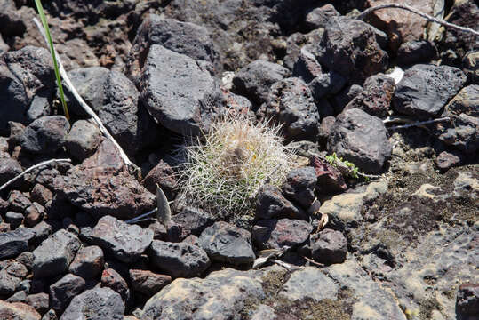 Image of Discocactus zehntneri Britton & Rose