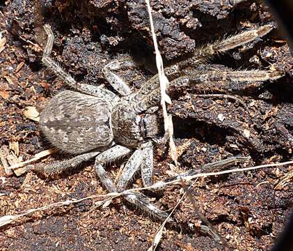 Image of Isopedella victorialis Hirst 1993