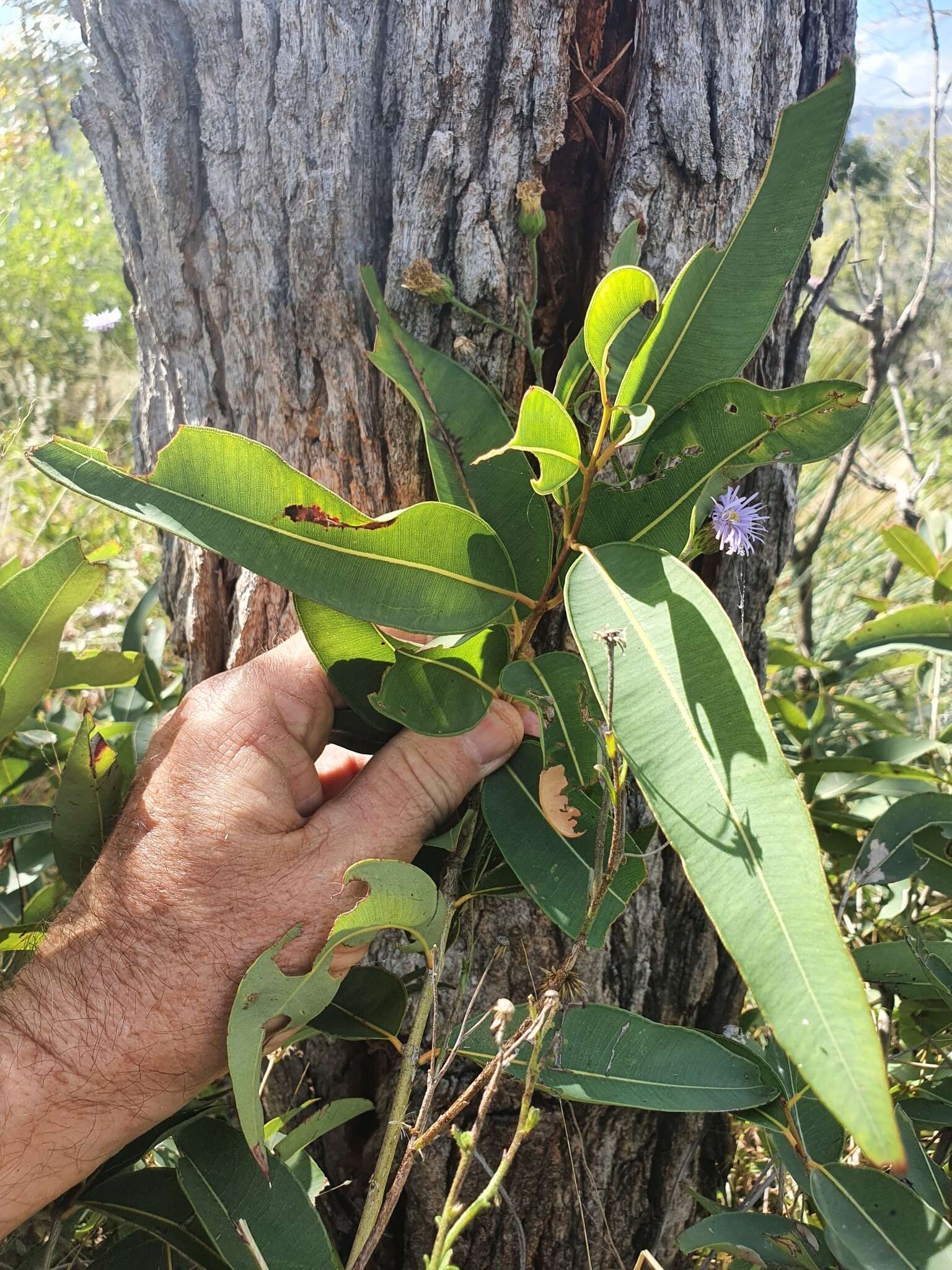 Angophora woodsiana F. M. Bailey的圖片