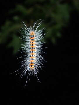 Image of Eilema costipuncta Leech 1890