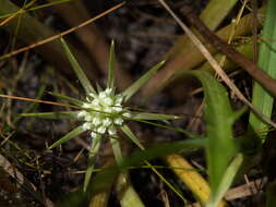 Imagem de Eryngium vesiculosum Labill.