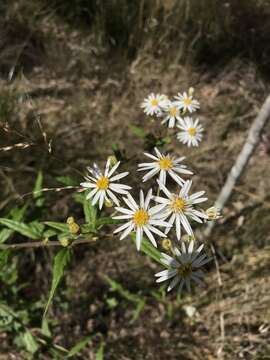 Image of Olearia nernstii F. Müll.