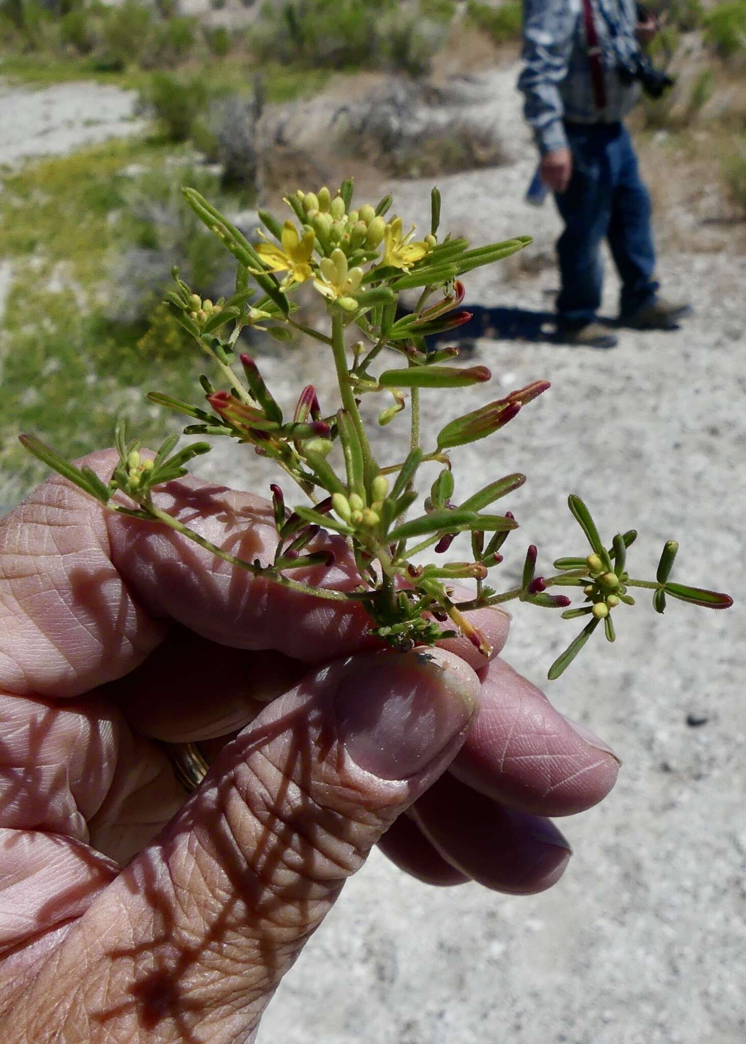 Image of Small-Flower Stinkweed