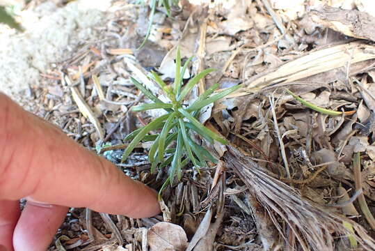 Imagem de Cephalotaxus fortunei Hook.