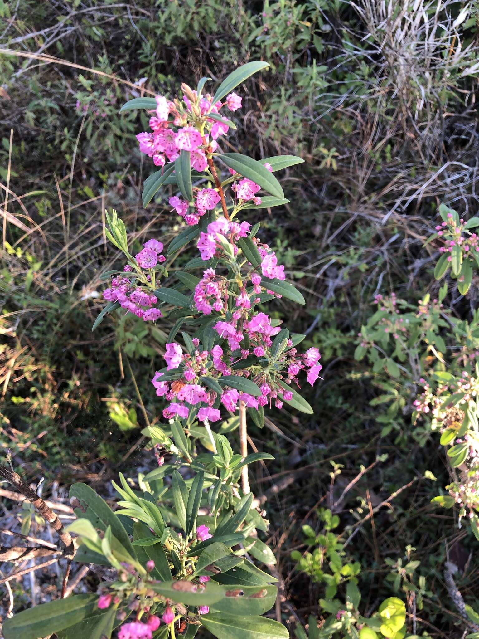 Imagem de Kalmia angustifolia subsp. carolina (Small) A. Haines