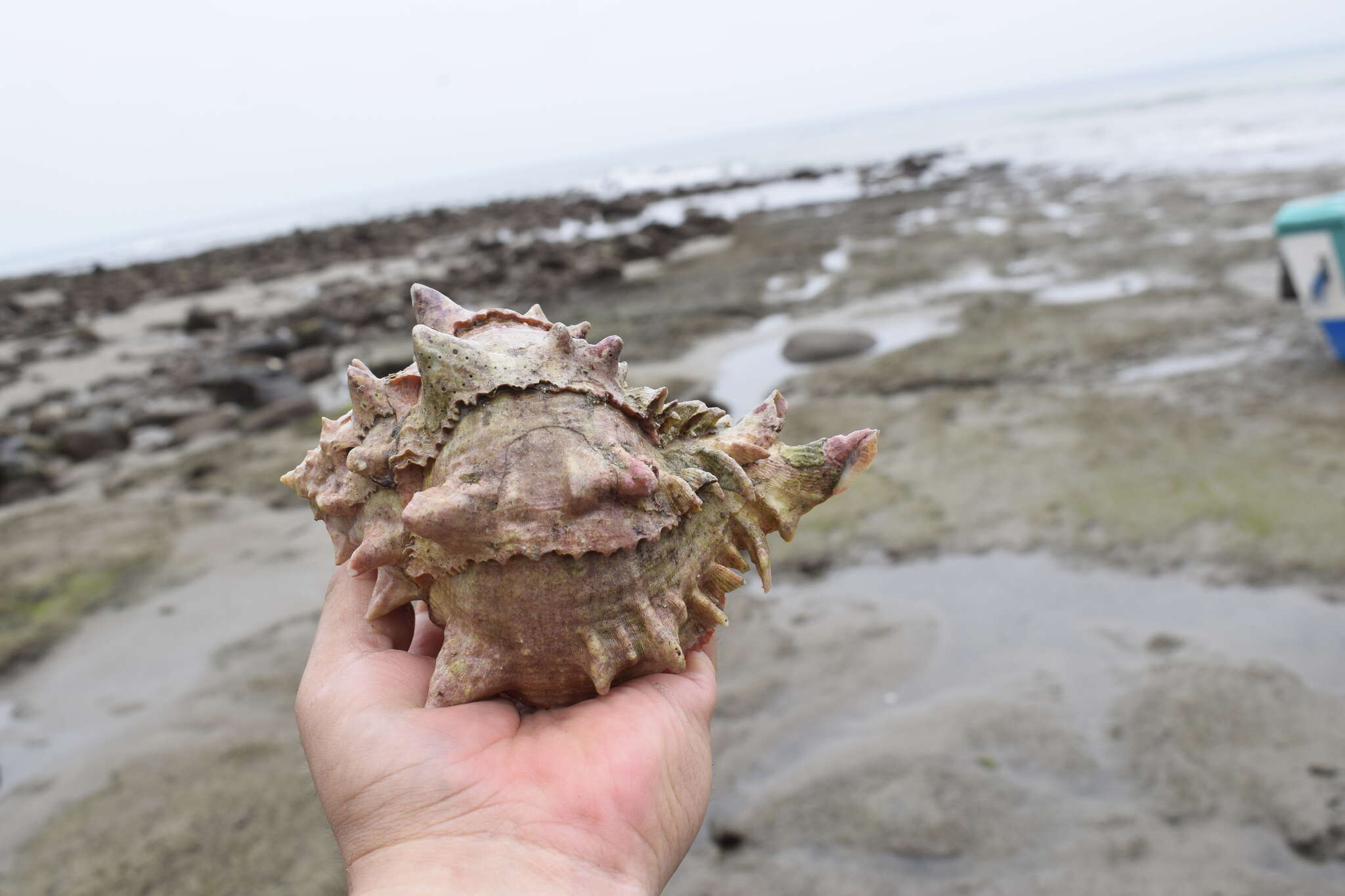 Image of cabbage murex