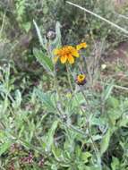 Image de Tridax trilobata (Cav.) Hemsl.