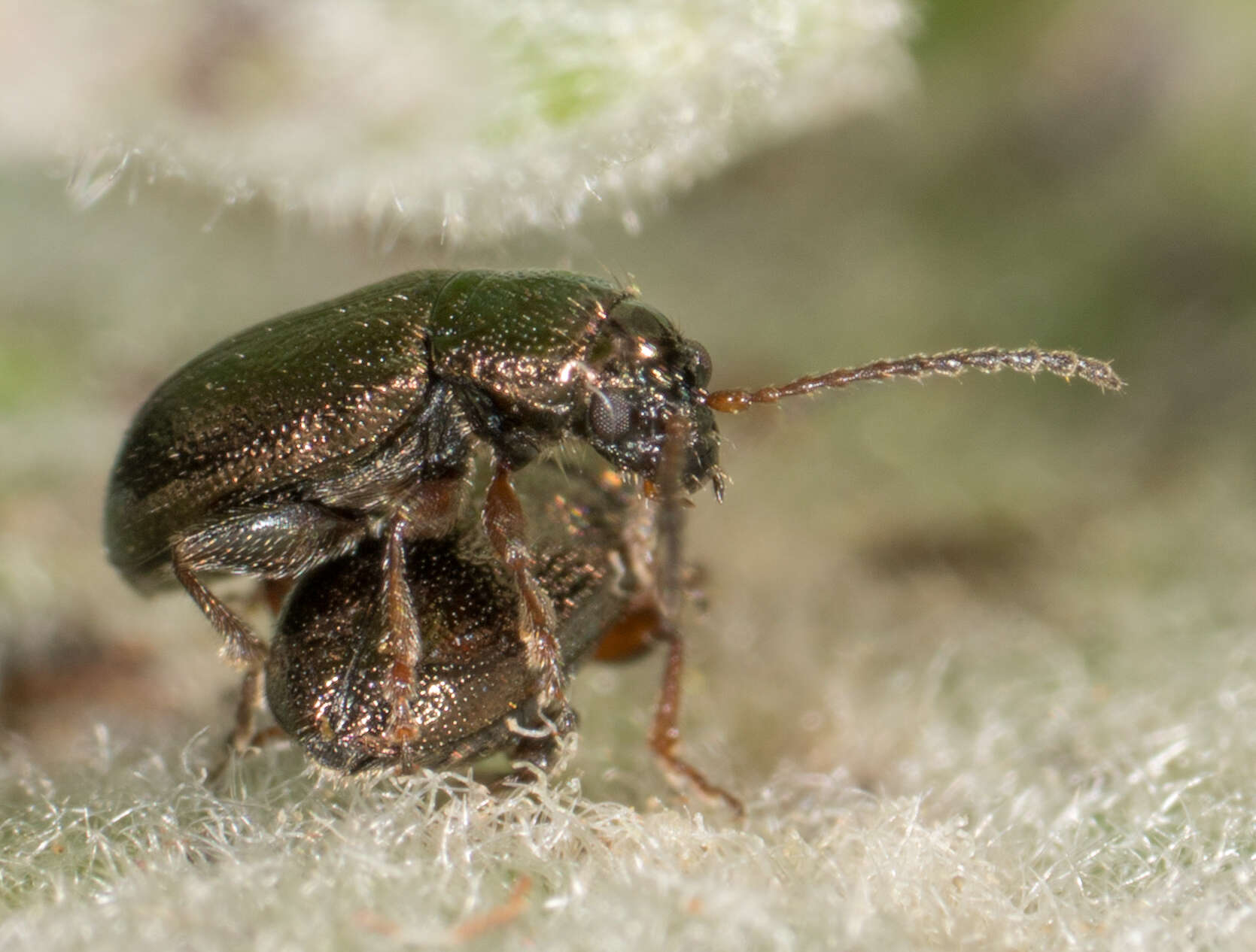 Image of Hemiglyptus basalis (Crotch 1874)