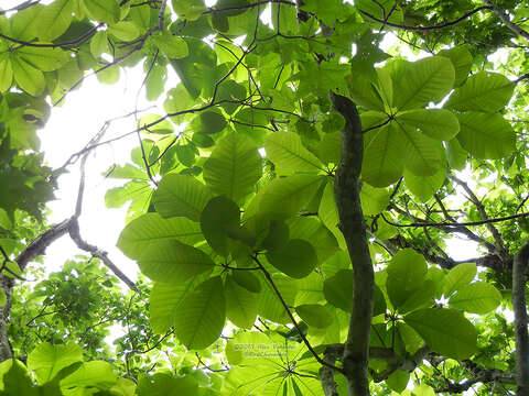 Image of Japanese Big Leaf Magnolia