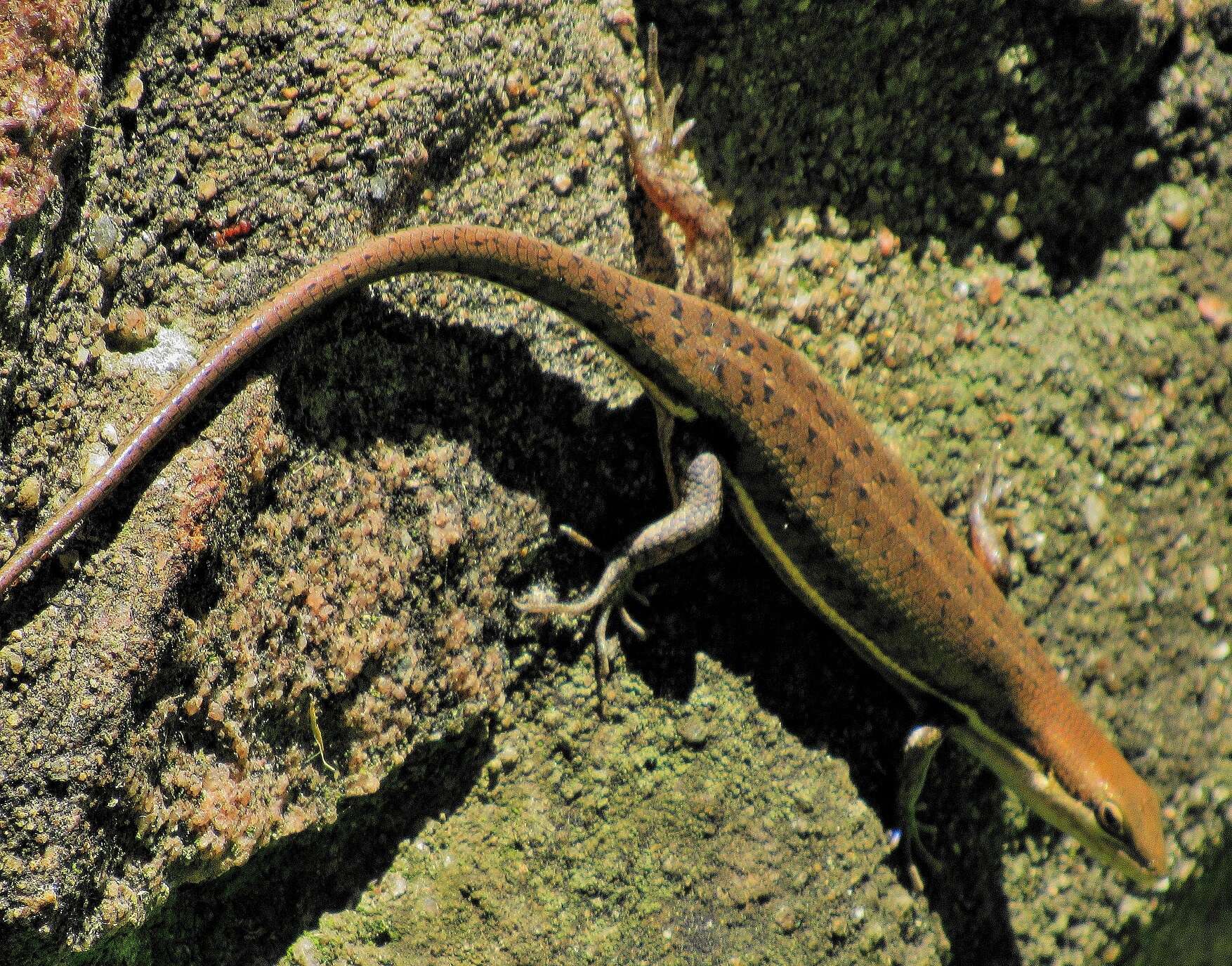 Image of Trachylepis varia (Peters 1867)